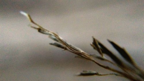 Close-up of twigs against sky