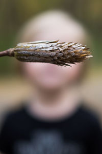 Close-up of dead plant on field