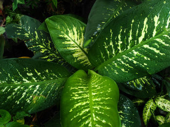 Full frame shot of fresh green leaves