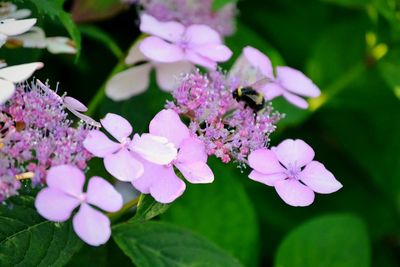 Close-up of pink flowering plant