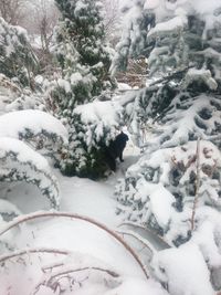 Snow covered trees