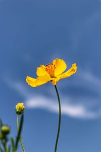 Close-up of yellow flower against blue sky