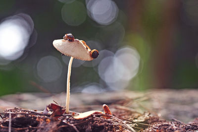 Close-up of fly agaric mushroom