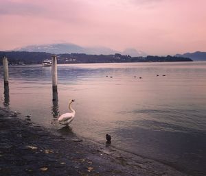 Swan swimming in lake against sky during sunset