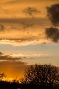 Trees at sunset