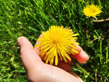 Close-up of hand holding yellow flower