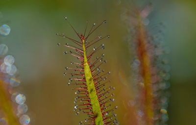 Close-up of insect on plant