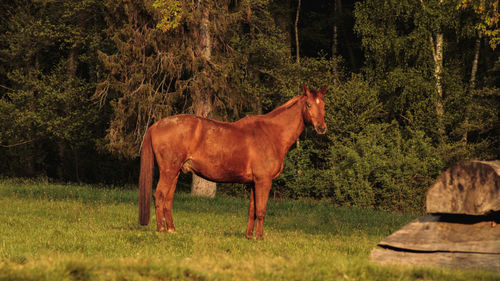 Horse standing in field