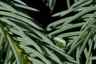 Close-up of water drops on leaves