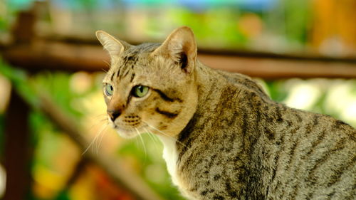 Close-up of a cat looking away