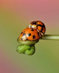 Close-up of ladybug on leaf