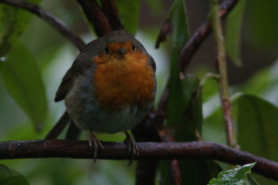 Close-up of bird perching on branch