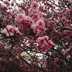 Low angle view of pink flowers on tree