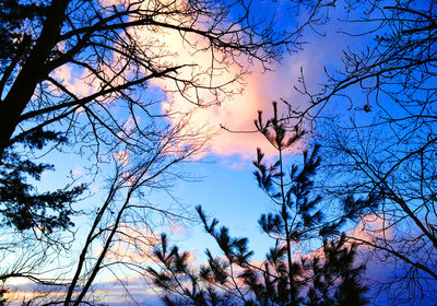 Low angle view of silhouette trees against sky at sunset