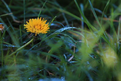 Close-up of dandelion on field