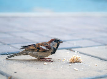 Close-up of bird perching on retaining wall