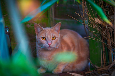 Portrait of cat sitting outdoors