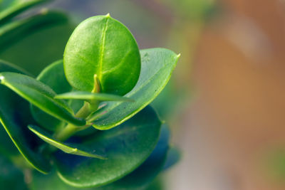 Close-up of fresh green leaves