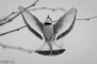 Close-up of bird flying against sky