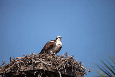 Low angle view of owl perching on nest