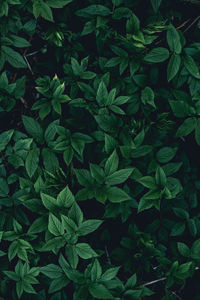 Full frame shot of leaves