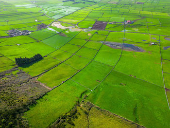 High angle view of agricultural field