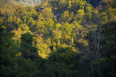 Trees in forest during autumn