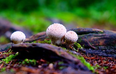 Close-up of mushroom growing on tree