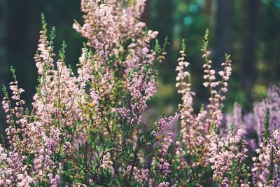 Close-up of fresh purple flowers in field