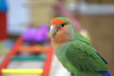 Close-up of parrot perching
