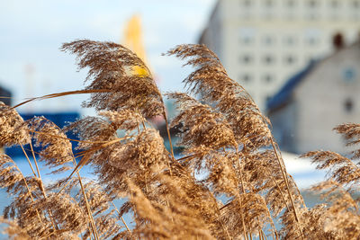 Dry reed stalks growing on banks of river, industrial background. river cane thicket, close up.