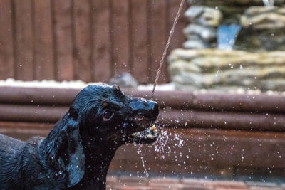 Close-up of dog with water drops