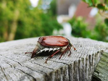 Close-up of insect on tree trunk