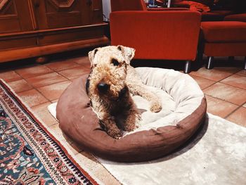 High angle view of dog sitting on floor at home