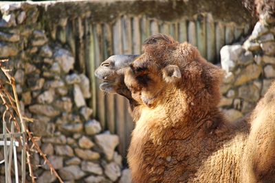 Camel  in a zoo