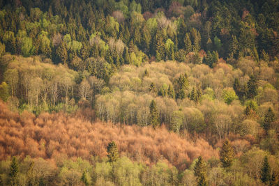 High angle view of trees in forest during autumn