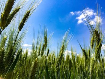 Close-up of wheat growing in field