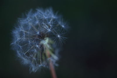 Close-up of dandelion flower against black background