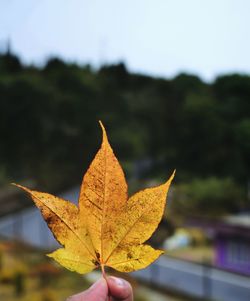 Close-up of maple leaf on tree