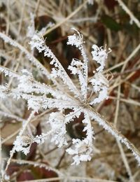 Close-up of frozen tree