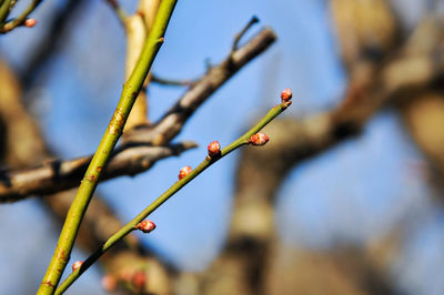 Close-up of flower buds growing on tree