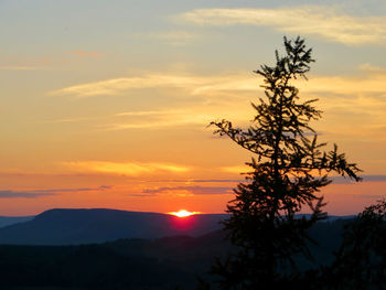 Silhouette tree against orange sky