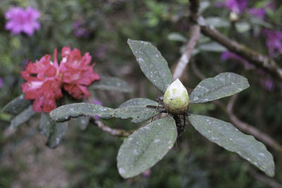 Close-up of wet flower