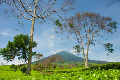 Mount dempo sumatera