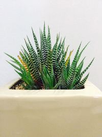Close-up of cactus plant