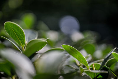 Close-up of fresh green leaves