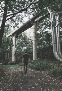 Rear view of man walking in forest