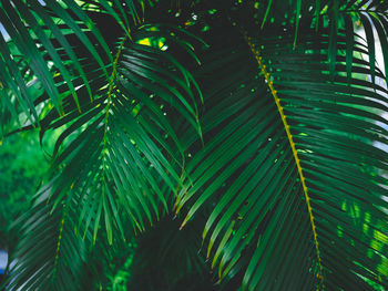 Close-up of palm tree