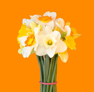 Close-up of yellow flower against orange background