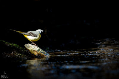 Side view of a bird in water